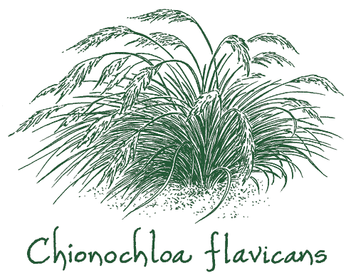 Chionochloa flavicans
