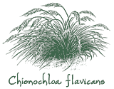 <i>Chionochloa flavicans</i>