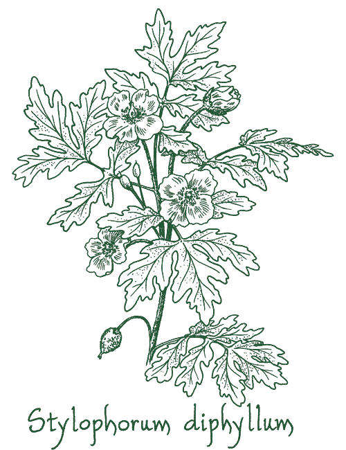 Stylophorum diphyllum