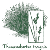 <i>Thamnochortus insignis</i>