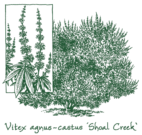 Vitex agnus-castus ‘Shoal Creek’