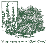 <i>Vitex agnus-castus</i> ‘Shoal Creek’