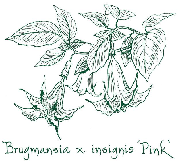 Brugmansia x insignis ‘Pink’
