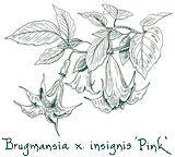 <i>Brugmansia</i> x <i>x insignis</i> 'Pink'