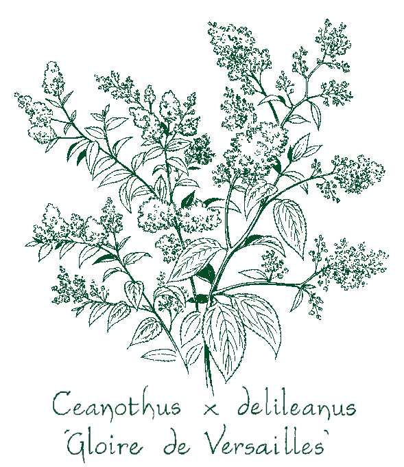 Ceanothus delileanus ‘Gloire de Versailles’