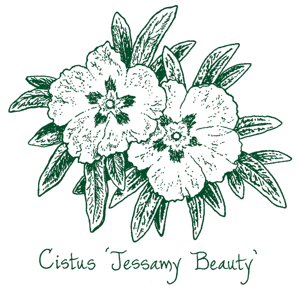 Cistus ‘Jessamy Beauty’
