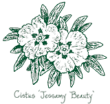 <i>Cistus</i> 'Jessamy Beauty'