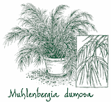 <i>Muhlenbergia dumosa</i>