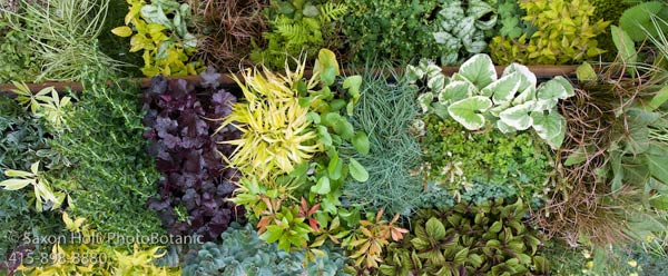 Foliage Plants at Digging Dog Plant Nursery