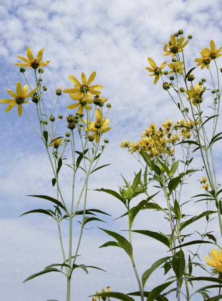 Coreopsis tripteris