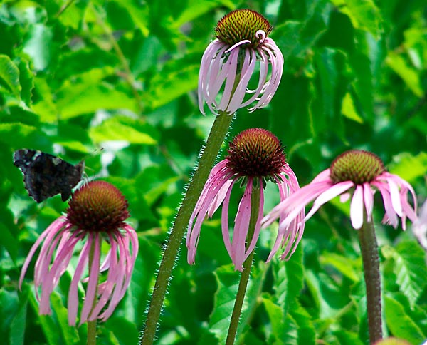 Echinacea pallida