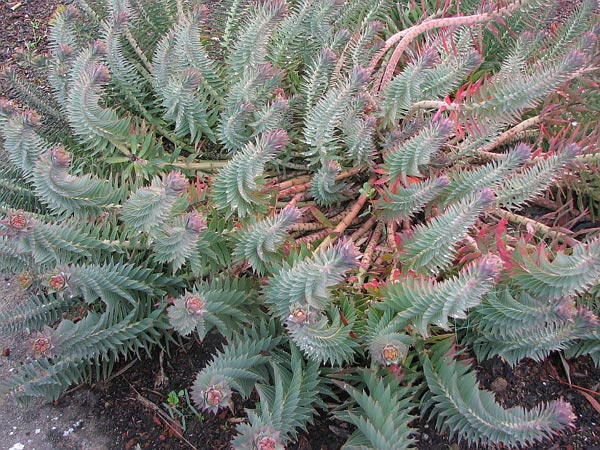 euphorbia rigida