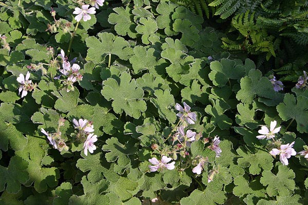 Geranium renardii