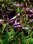 <i>Salvia semiatrata</i>