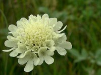 <i>Scabiosa ochroleuca</i>