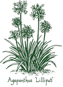 <i>Agapanthus</i> ‘Lilliput’