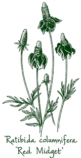 <i>Ratibida columnifera f. pulcherrima</i> ‘Red Midget’