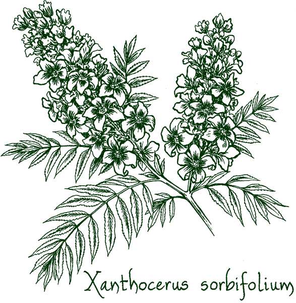 Xanthoceras sorbifolium