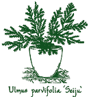 <i>Ulmus parvifolia</i> ‘Seiju’