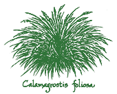 <i>Calamagrostis foliosa</i>