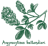 <i>Argyrocytisus battandieri</i>