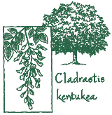 <i>Cladrastis kentukea</i>