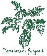 <i>Decaisnea fargesii</i>