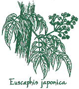 <i>Euscaphis japonica</i>