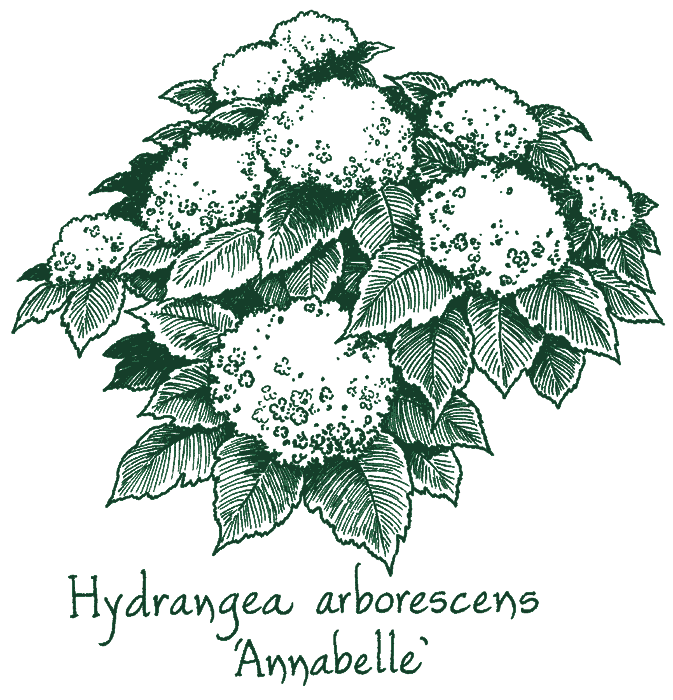 Hydrangea arborescens ‘Annabelle’