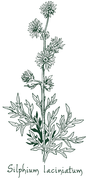 Silphium laciniatum