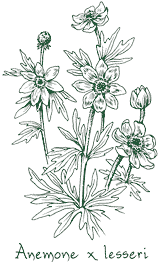 <i>Anemone</i> x <i>lesseri</i>