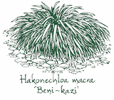 <i>Hakonechloa macra</i> ‘Beni-kaze’