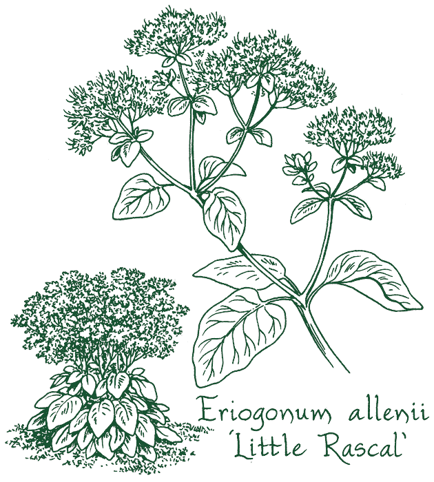 Eriogonum allenii ‘Little Rascal’