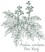 <i>Aralia cordata</i> ‘Sun King’