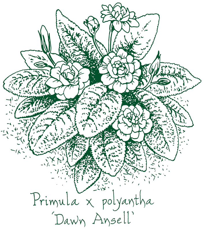 Primula polyantha ‘Dawn Ansell’