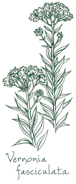 <i>Vernonia fasciculata</i>