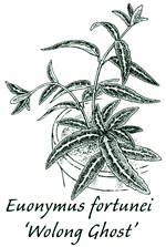 <i>Euonymus fortunei</i> ‘Wolong Ghost’