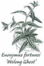 <i>Euonymus fortunei</i> 'Wolong Ghost'