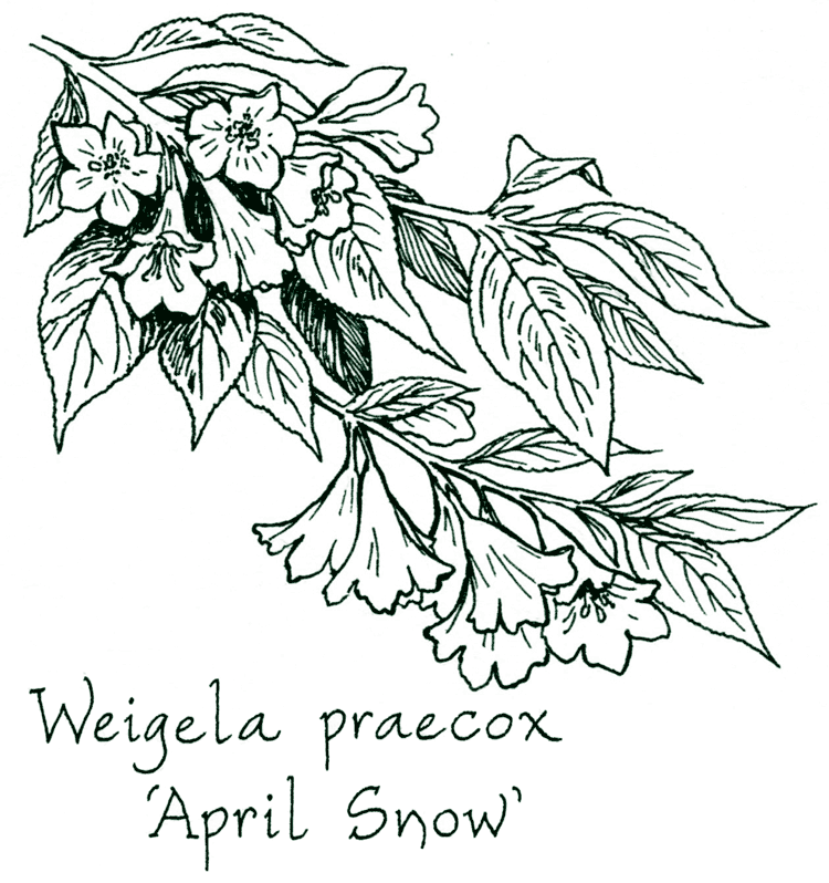 Weigela praecox ‘April Snow’