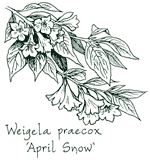 <i>Weigela praecox</i> ‘April Snow’