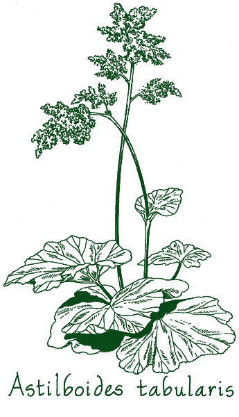 Astilboides tabularis