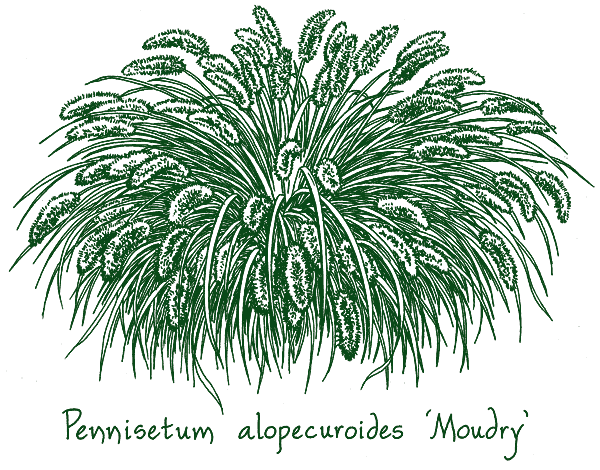 Pennisetum alopecuroides ‘Moudry’