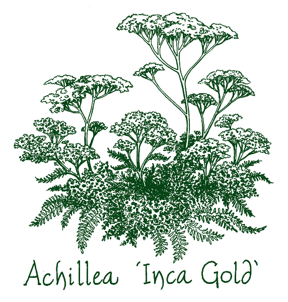 Achillea ‘Inca Gold’