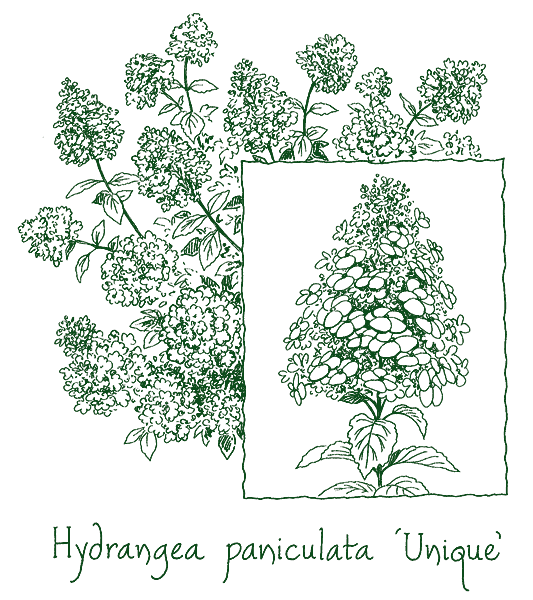 Hydrangea paniculata ‘Unique’