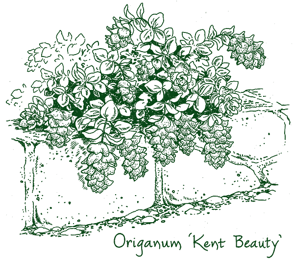 Origanum ‘Kent Beauty’