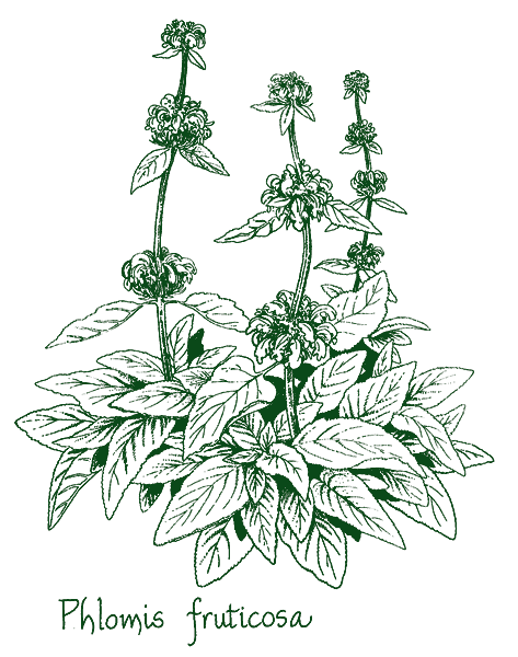 Phlomis fruticosa