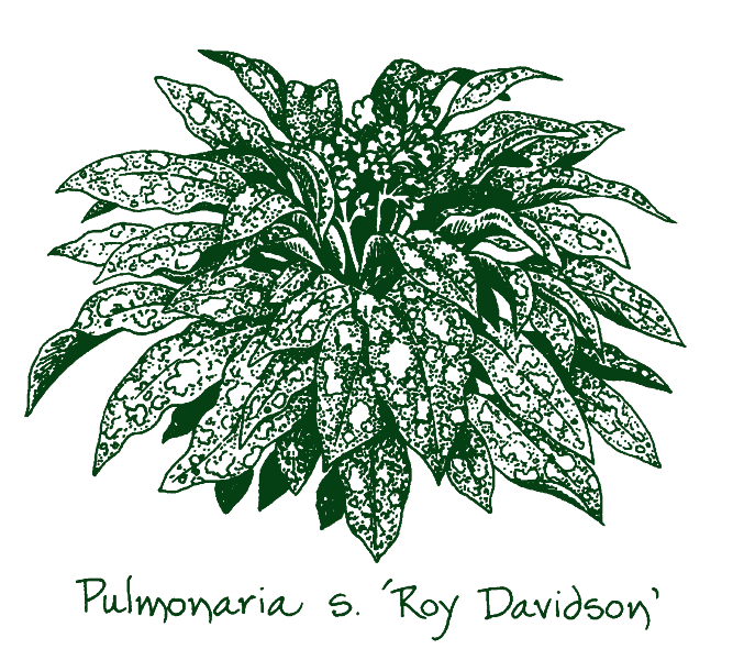 Pulmonaria ‘Roy Davidson’