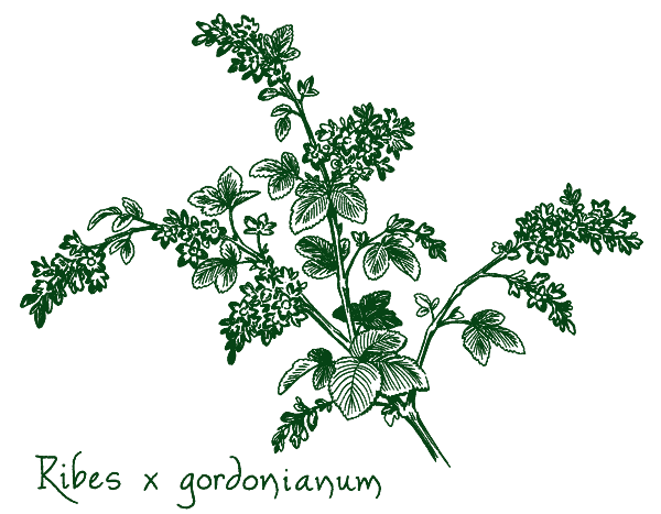 Ribes x gordonianum