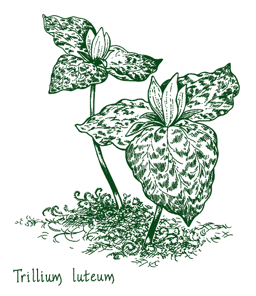 Trillium luteum
