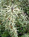 Eryngium